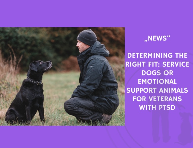 News-Determining the Right Fit Service Dogs or Emotional Support Animals for Veterans with PTSD