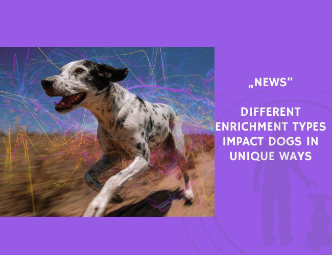News-Different Enrichment Types Impact Dogs in Unique Ways