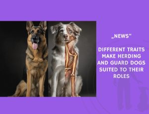 News-Different Traits Make Herding and Guard Dogs Suited to Their Roles