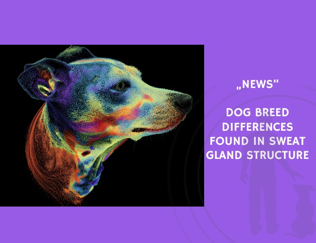 News-Dog Breed Differences Found in Sweat Gland Structure