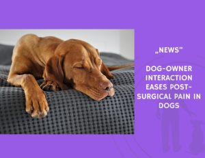 News-Dog-Owner Interaction Eases Post-Surgical Pain in Dogs