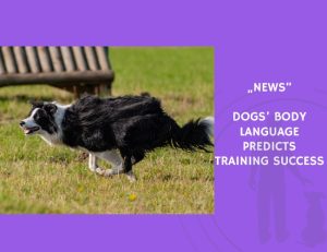 News-Dogs’ Body Language Predicts Training Success