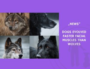 News-Dogs Evolved Faster Facial Muscles Than Wolves