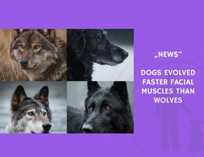 News-Dogs Evolved Faster Facial Muscles Than Wolves