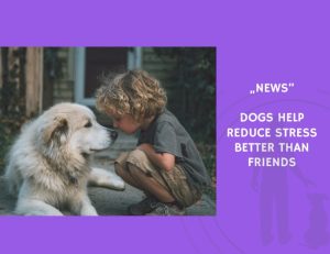 News-Dogs Help Reduce Stress Better Than Friends