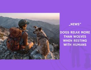 News-Dogs Relax More Than Wolves When Resting with Humans