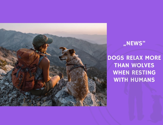 News-Dogs Relax More Than Wolves When Resting with Humans
