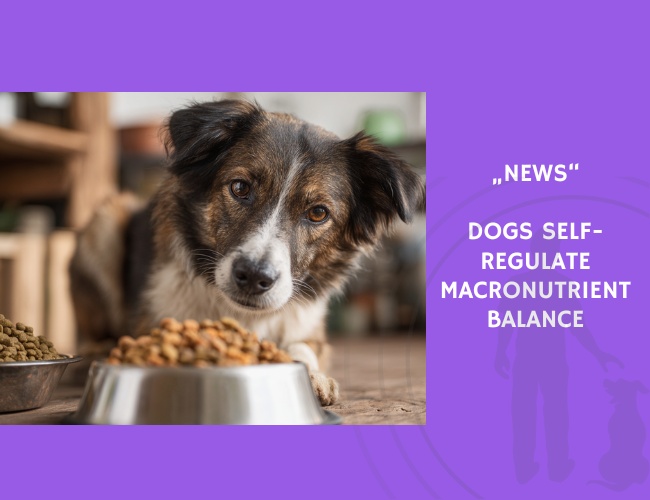 News-Dogs Self-Regulate Macronutrient Balance