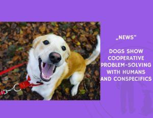 News-Dogs Show Cooperative Problem-Solving with Humans and Conspecifics
