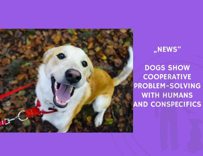 News-Dogs Show Cooperative Problem-Solving with Humans and Conspecifics