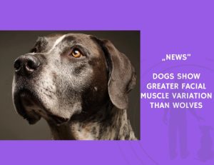News-Dogs Show Greater Facial Muscle Variation Than Wolves