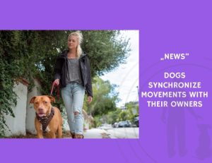 News-Dogs Synchronize Movements with Their Owners