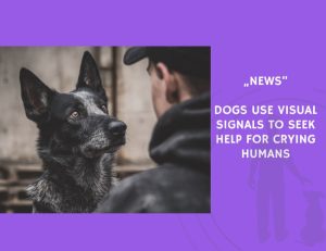 News-Dogs Use Visual Signals to Seek Help for Crying Humans