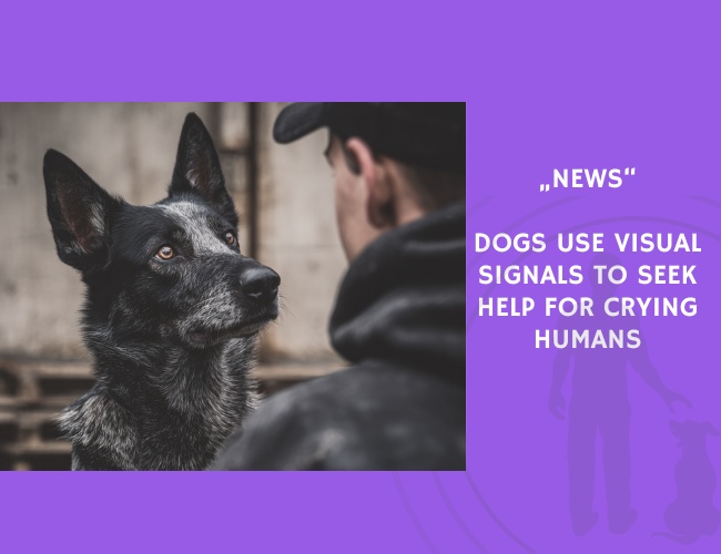 News-Dogs Use Visual Signals to Seek Help for Crying Humans
