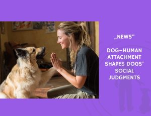 News-Dog–Human Attachment Shapes Dogs’ Social Judgments