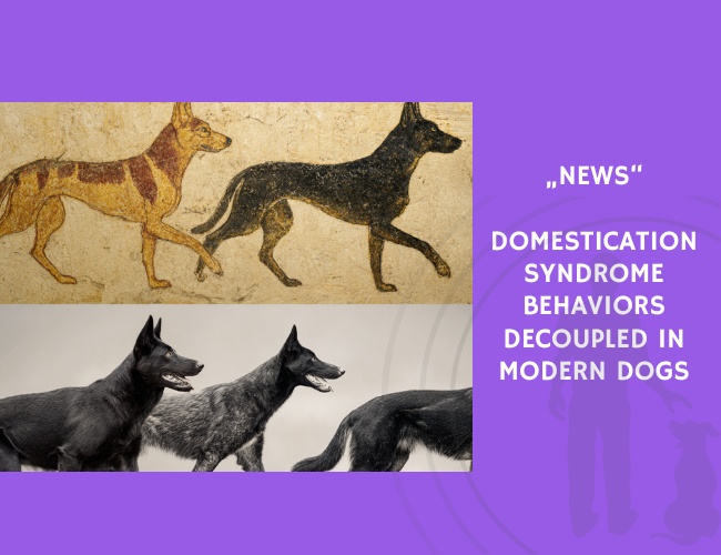 News-Domestication Syndrome Behaviors Decoupled in Modern Dogs