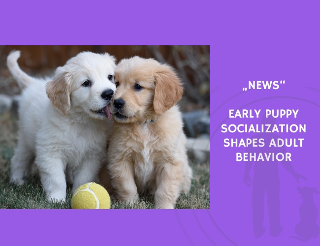 News-Early Puppy Socialization Shapes Adult Behavior