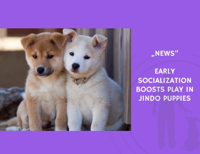 News-Early Socialization Boosts Play in Jindo Puppies
