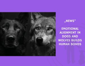 News-Emotional Alignment in Dogs and Wolves Builds Human Bonds