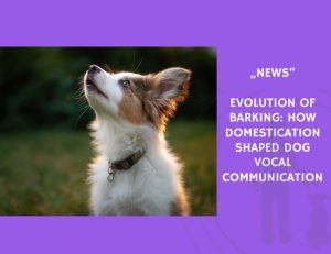 News-Evolution of Barking How Domestication Shaped Dog Vocal Communication