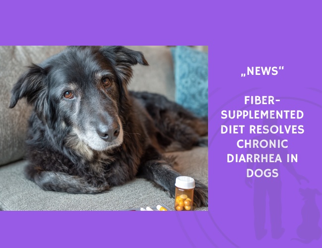 News-Fiber-Supplemented Diet Resolves Chronic Diarrhea in Dogs