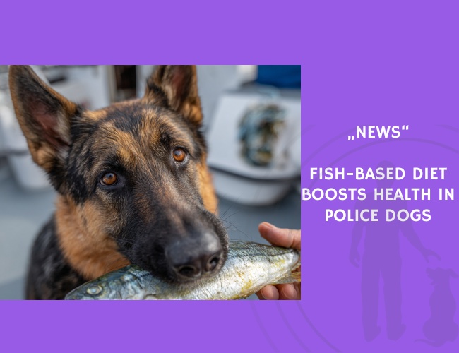 News-Fish-Based Diet Boosts Health in Police Dogs