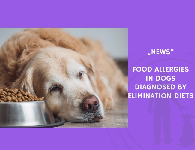 News-Food Allergies in Dogs Diagnosed by Elimination Diets