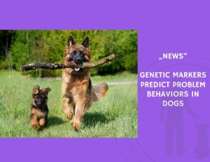 News-Genetic Markers Predict Problem Behaviors in Dogs