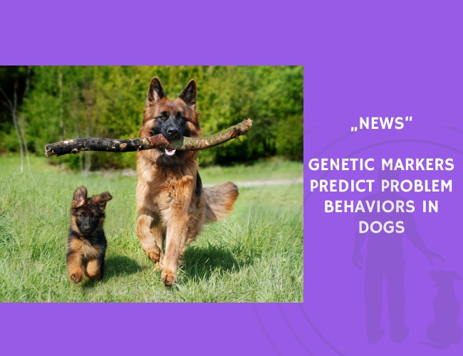 News-Genetic Markers Predict Problem Behaviors in Dogs