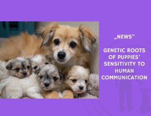 News-Genetic Roots of Puppies’ Sensitivity to Human Communication