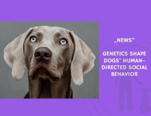 News-Genetics Shape Dogs’ Human-Directed Social Behavior
