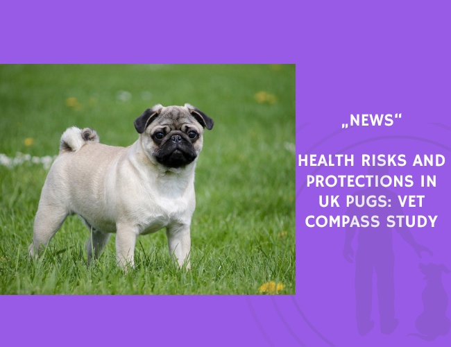 News-Health Risks and Protections in UK Pugs VetCompass Study