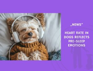 News-Heart Rate in Dogs Reflects Pre-Sleep Emotions