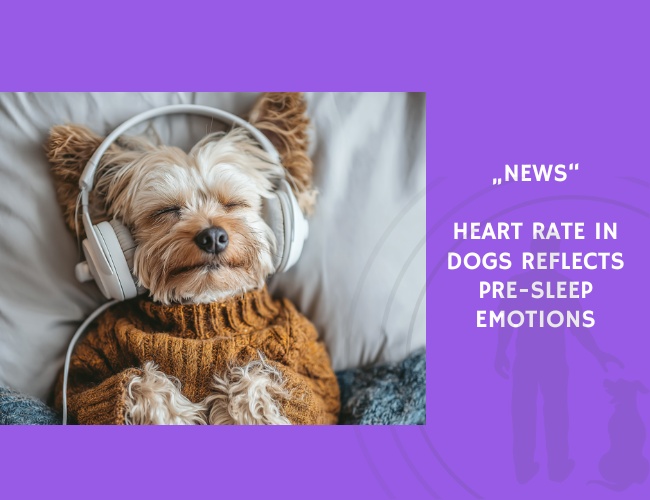 News-Heart Rate in Dogs Reflects Pre-Sleep Emotions