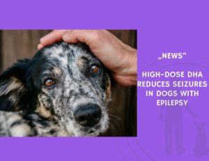 News-High-Dose DHA Reduces Seizures in Dogs with Epilepsy