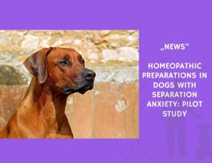 News-Homeopathic Preparations in Dogs with Separation Anxiety Pilot Study