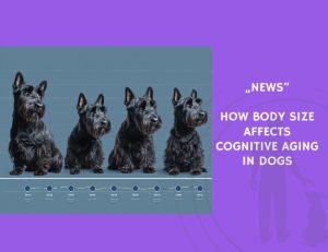 News-How Body Size Affects Cognitive Aging in Dogs