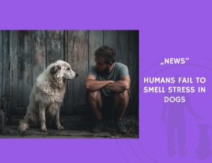 News-Humans Fail to Smell Stress in Dogs
