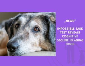 News-Impossible Task Test Reveals Cognitive Decline in Aging Dogs