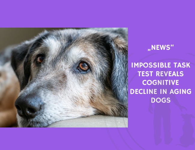 News-Impossible Task Test Reveals Cognitive Decline in Aging Dogs