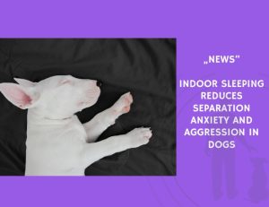 News-Indoor Sleeping Reduces Separation Anxiety and Aggression in Dogs