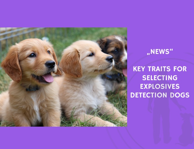 News-Key Traits for Selecting Explosives Detection Dogs