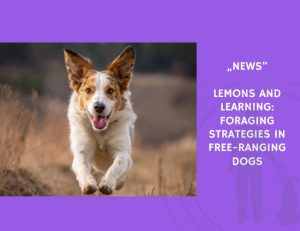 News-Lemons and Learning Foraging Strategies in Free-Ranging Dogs