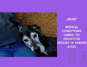 News-Medical Conditions Linked to Cognitive Decline in Senior Dogs