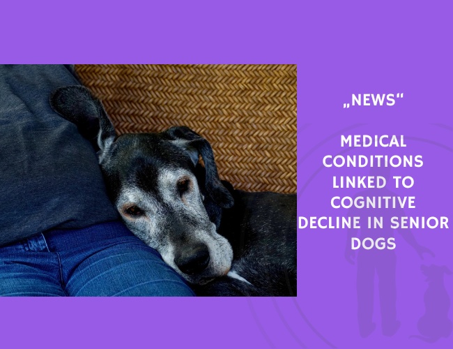 News-Medical Conditions Linked to Cognitive Decline in Senior Dogs