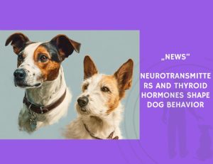 News-Neurotransmitters and Thyroid Hormones Shape Dog Behavior