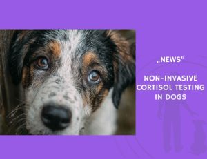 News-Non-Invasive Cortisol Testing in Dogs