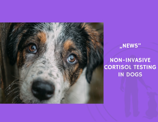 News-Non-Invasive Cortisol Testing in Dogs