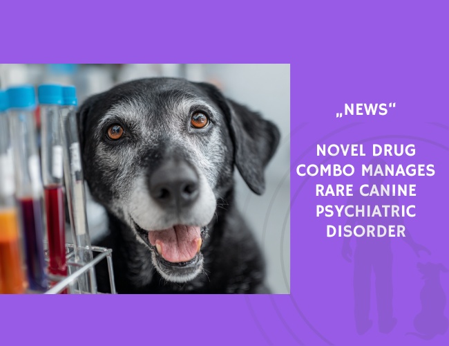 News-Novel Drug Combo Manages Rare Canine Psychiatric Disorder