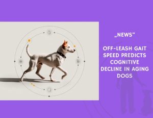 News-Off-Leash Gait Speed Predicts Cognitive Decline in Aging Dogs